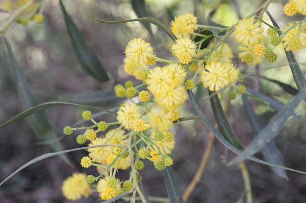 Hay Fever and Homoeopathy