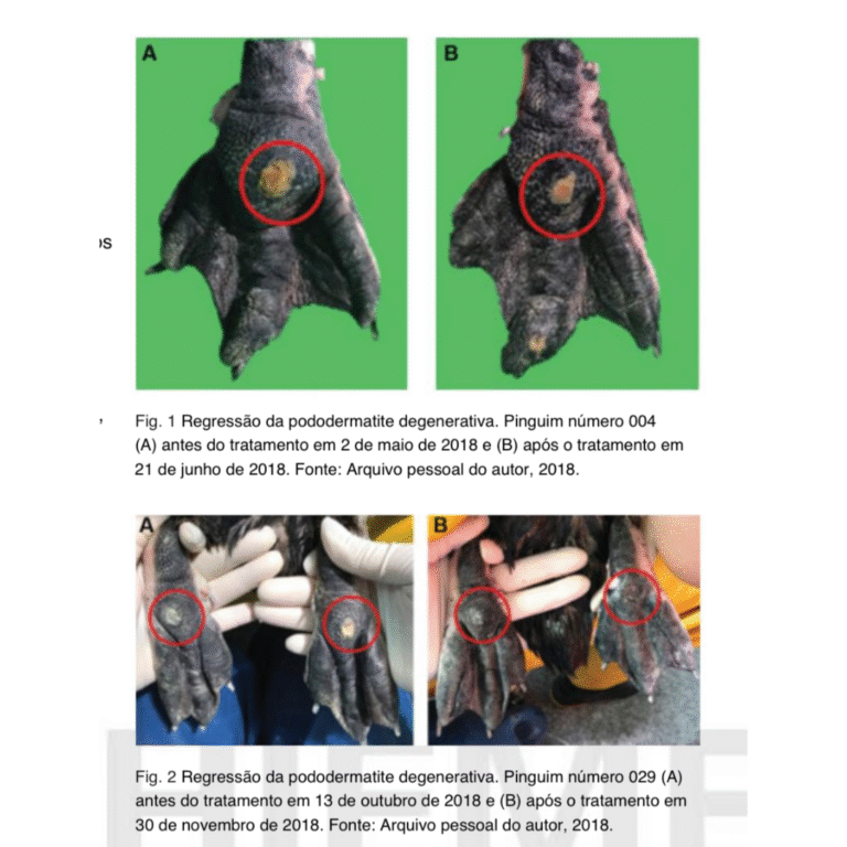 Homeopathic Treatment of PodoDermatitis In Penguins Shows Improvement In Lesions, Infections and Oedema